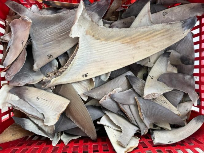 
					Bebas HPIK, Ratusan Sirip Ikan Hiu asal Natuna Tujuan Surabaya Diterbitkan Sertifikat Kesehatan