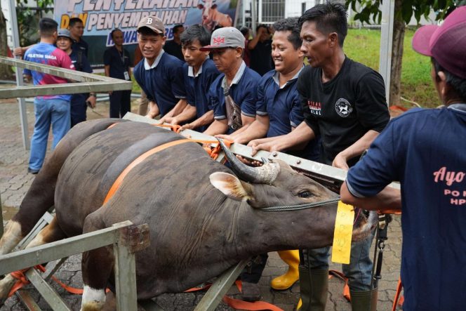 
 Semarak Idul Adha 1447 Hijriah, BP Batam Sembelih 33 Hewan Kurban Tingkatkan Kepedulian Sosial