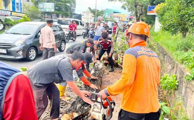 
 BPBD Evakuasi Pohon Tumbang di Km 10, Dua Pengendara Luka Ringan