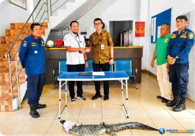 
 Sinergi Evakuasi Satwa Liar, DPKP Tanjungpinang Serahkan Buaya Muara ke BPSPL Pekanbaru dan Taman Safari Lagoi