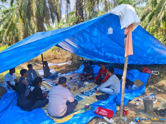 
 Deadlock Mediasi 28 Juli 2026, Masyarakat Mesuji Lanjutkan Reklaming Lahan di Blok O:40, 41, 42
