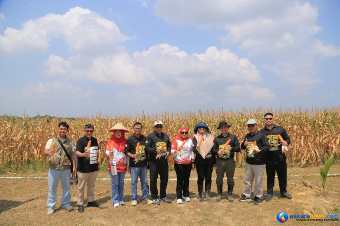 
 Panen Jagung di Senggarang, Wali Kota Lis Darmansyah Apresiasi Produktivitas Petani Gen Z