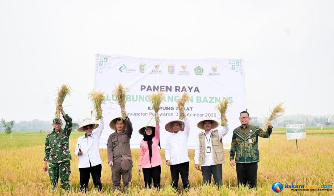 
 Bupati Nanda Panen Raya Lumbung Pangan Baznas Pesawaran di Gedongtatan. (Foto: Prokopim)