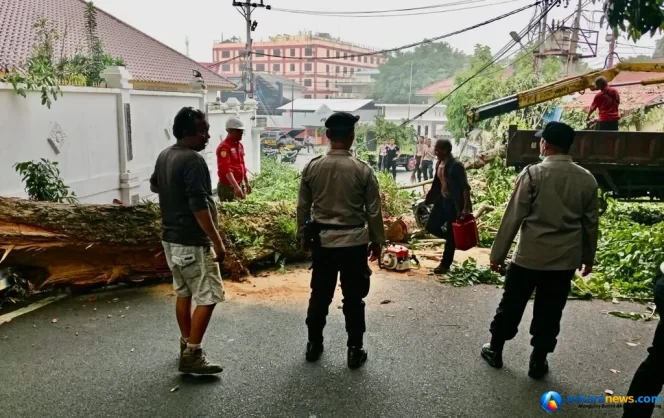 
 BPBD Tanjungpinang Evakuasi Pohon Tumbang di Jalan Diponegoro